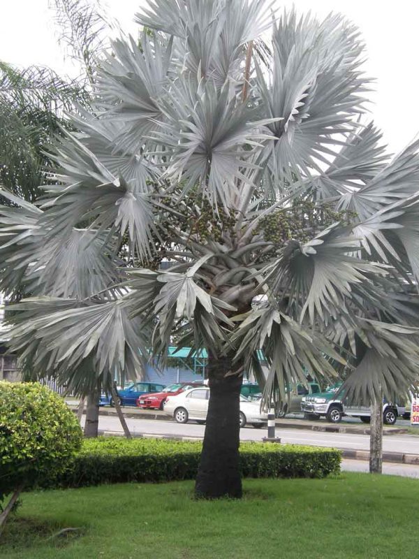 Cây Cảnh Nhà Xanh