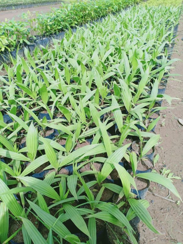Cây Cảnh Nhà Xanh