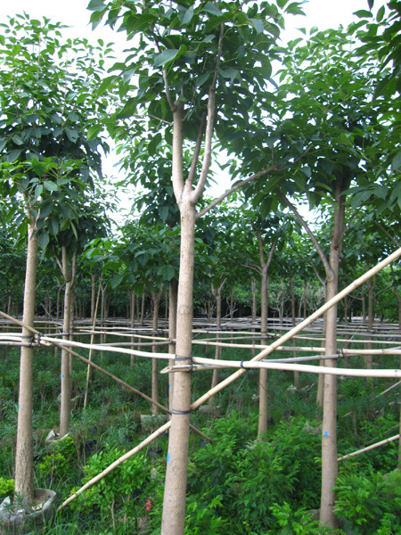 Cây Cảnh Nhà Xanh