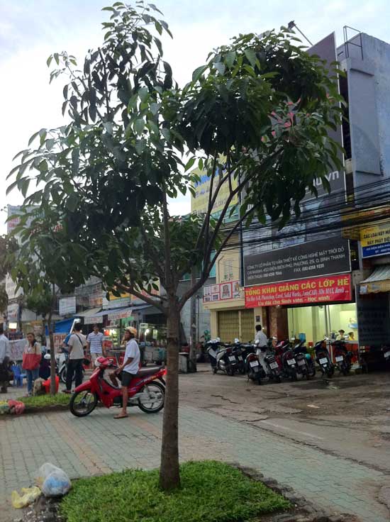 Cây Cảnh Nhà Xanh