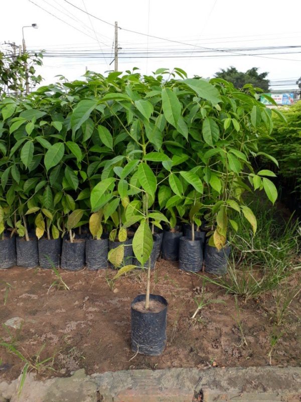 Cây Cảnh Nhà Xanh