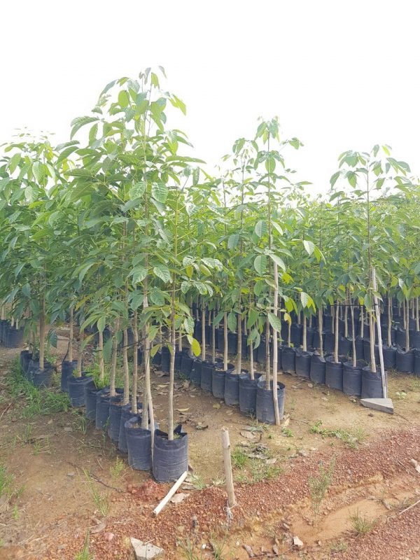 Cây Cảnh Nhà Xanh