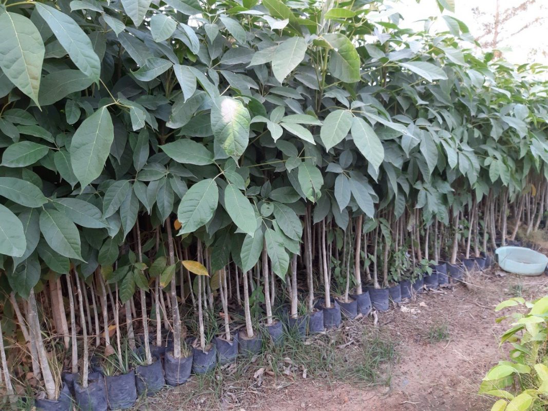 Cây Cảnh Nhà Xanh