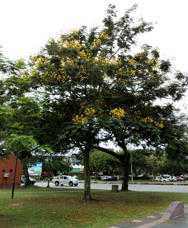 Cây Cảnh Nhà Xanh