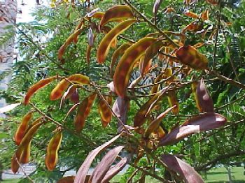 Cây lim xẹt giống - Peltophorum pterocarpum - Ảnh 5