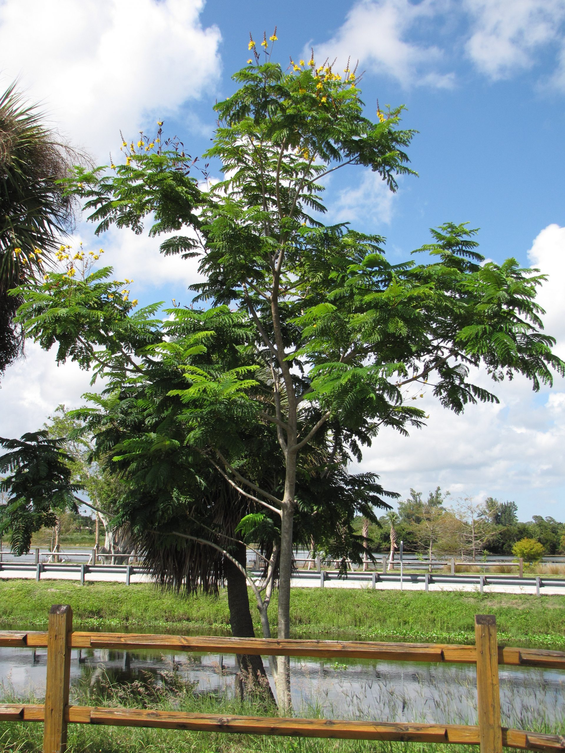 Cây lim xẹt giống - Peltophorum pterocarpum - Ảnh 3