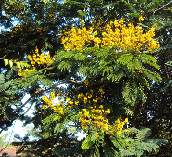 cay lim xet giong