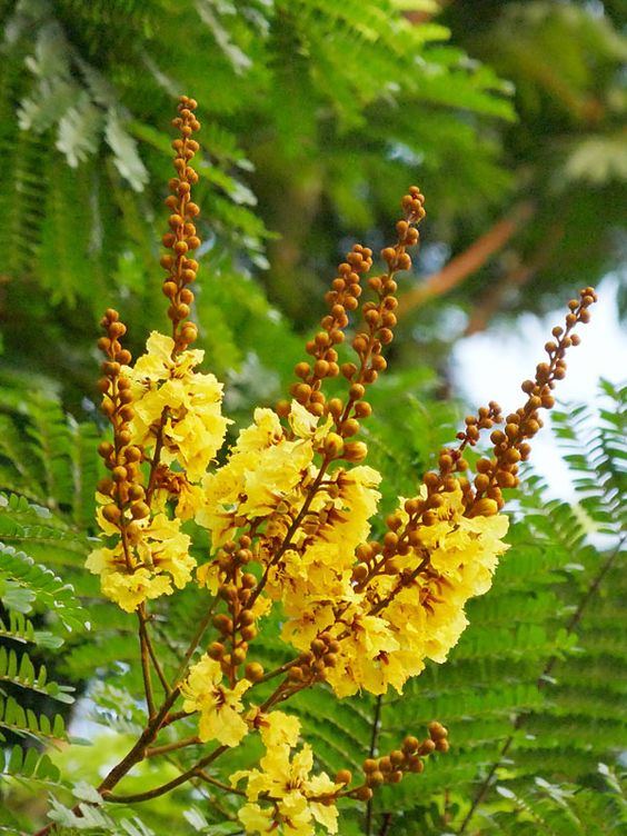Cây Cảnh Nhà Xanh