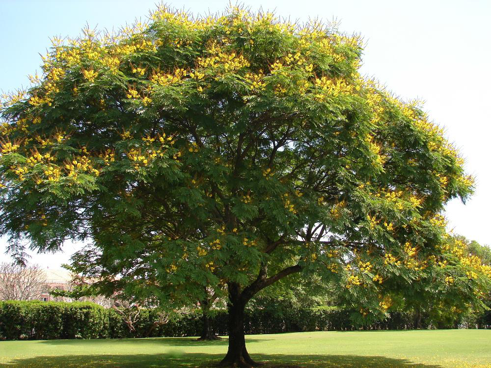 Cây lim xẹt giống - Peltophorum pterocarpum - Ảnh 2
