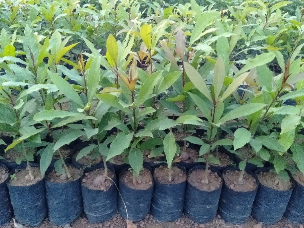 Cây Cảnh Nhà Xanh