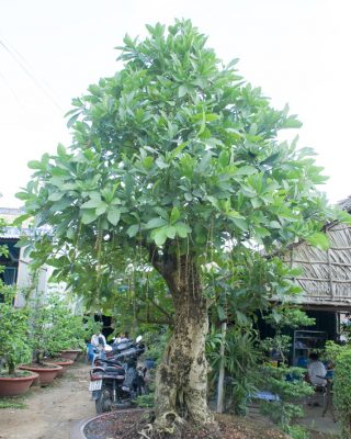 loc vung nha xanh