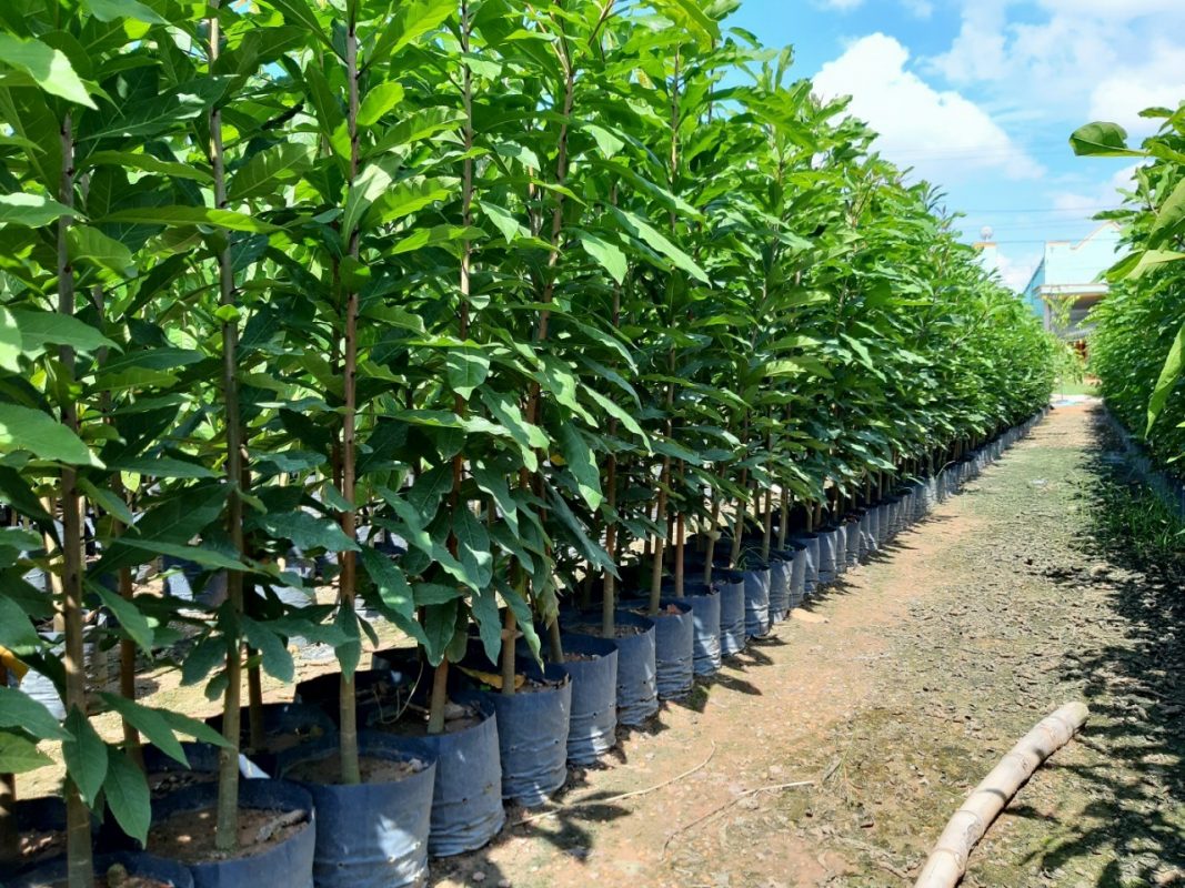 Cây Cảnh Nhà Xanh