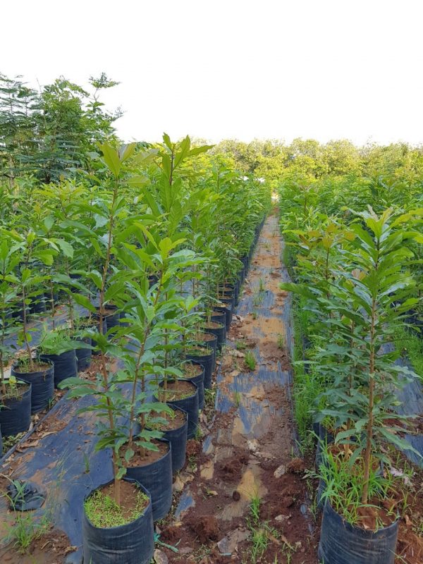 Cây Cảnh Nhà Xanh