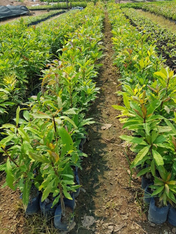 Cây Cảnh Nhà Xanh