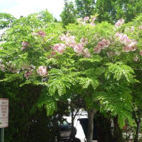 muong hoa dao giong