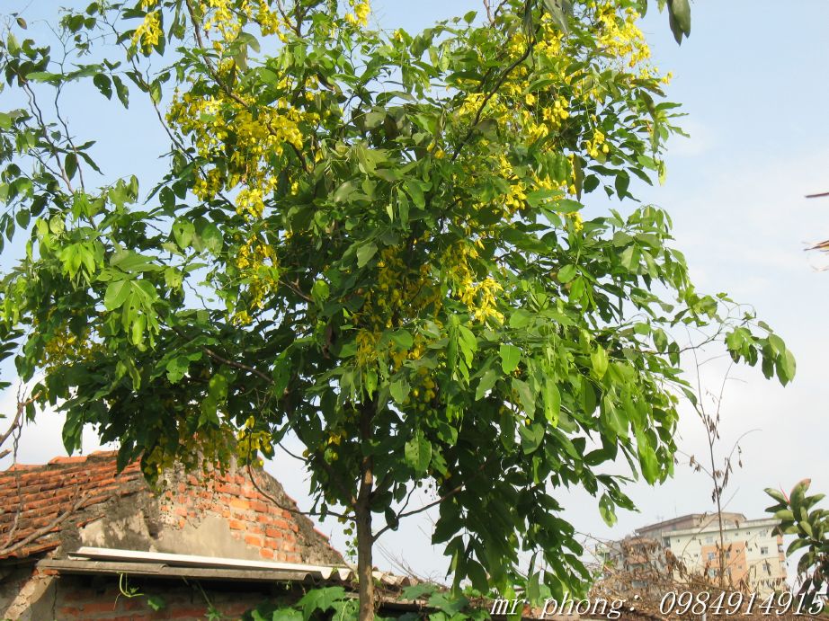 Cây Cảnh Nhà Xanh