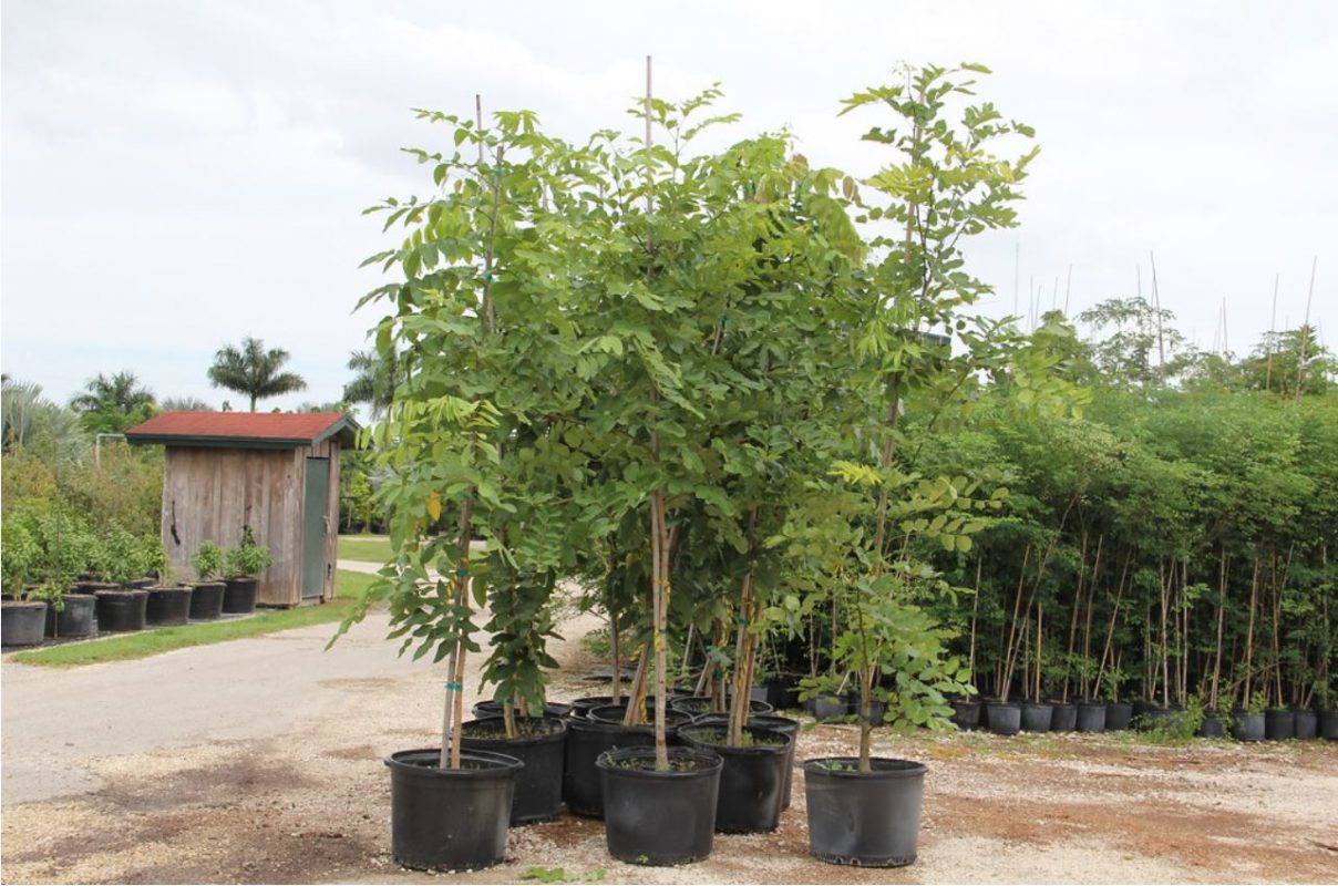 Cây Cảnh Nhà Xanh