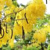 osaka vang giong