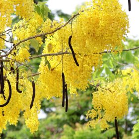 osaka vang giong
