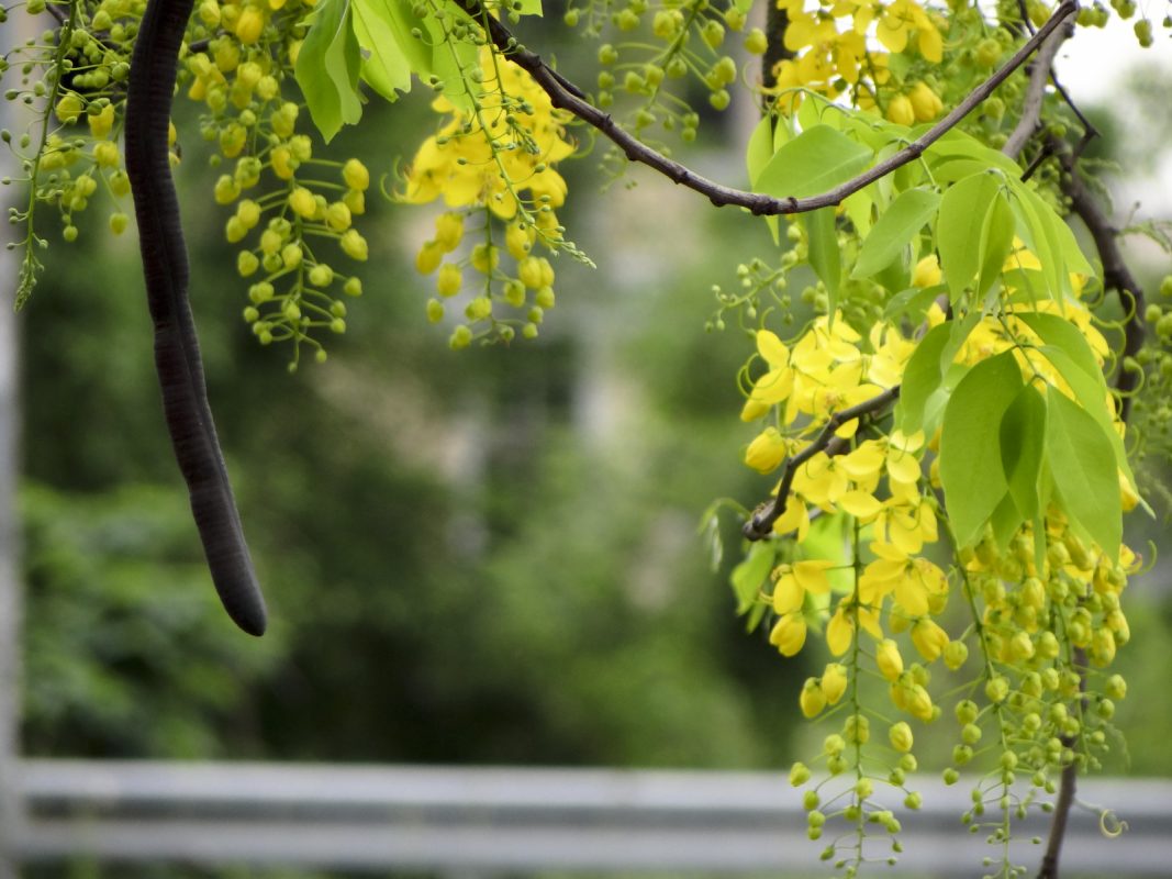 Cây Cảnh Nhà Xanh