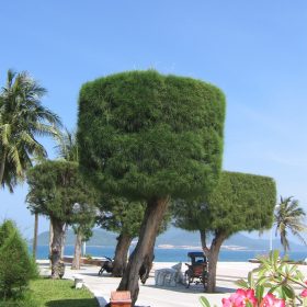 cay phi lao giong