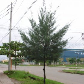 cay phi lao giong