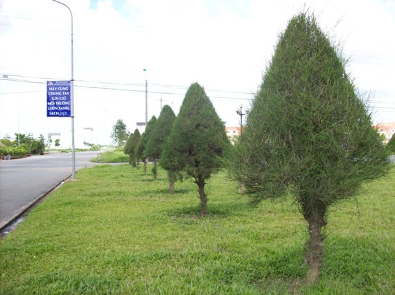 Cây Cảnh Nhà Xanh