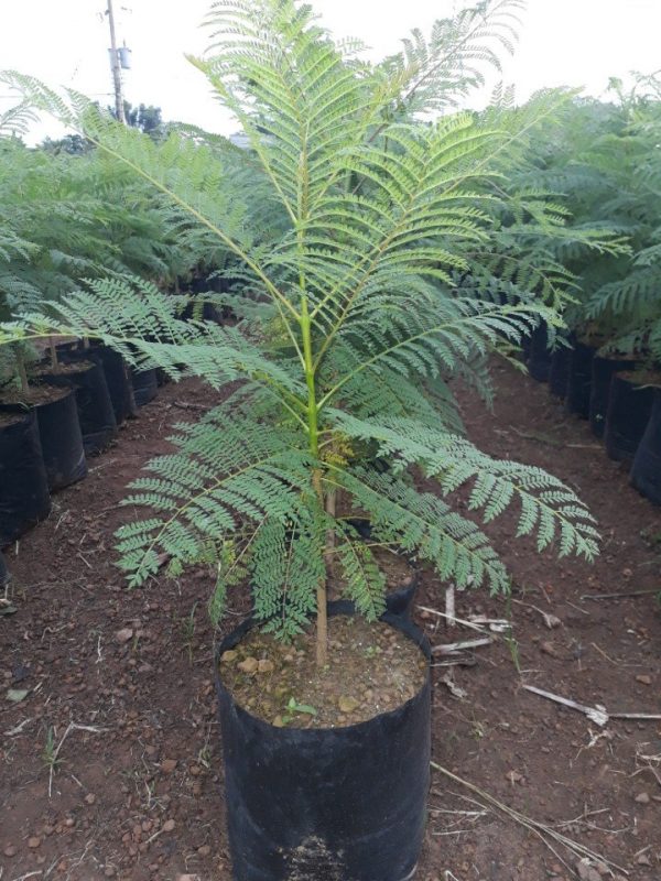 Cây Cảnh Nhà Xanh
