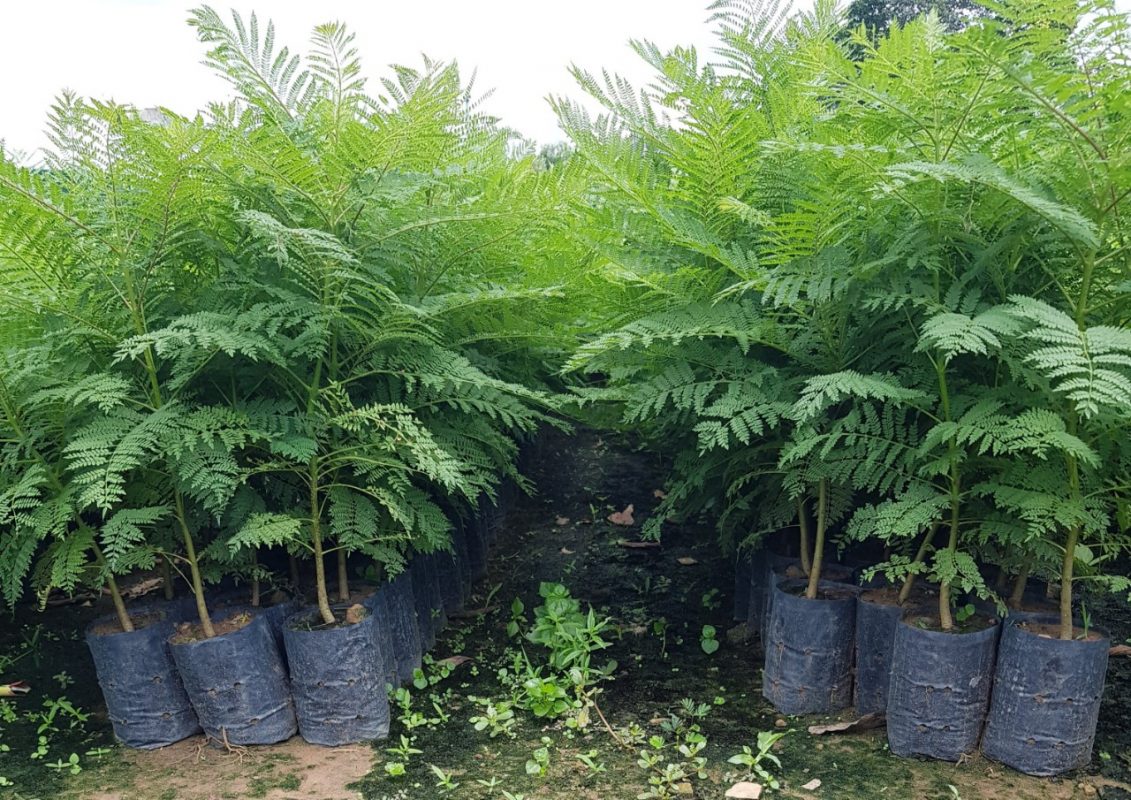 Cây Cảnh Nhà Xanh