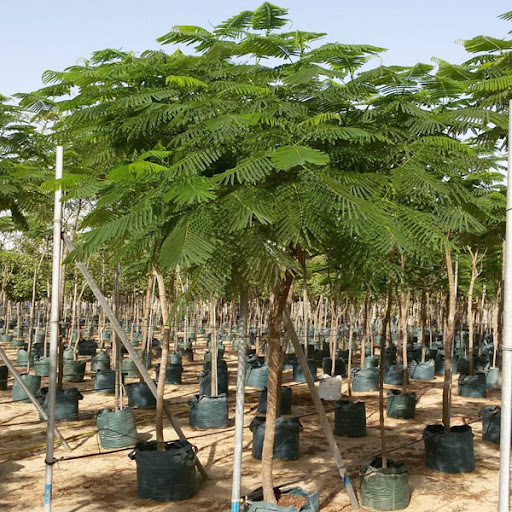 Cây Cảnh Nhà Xanh