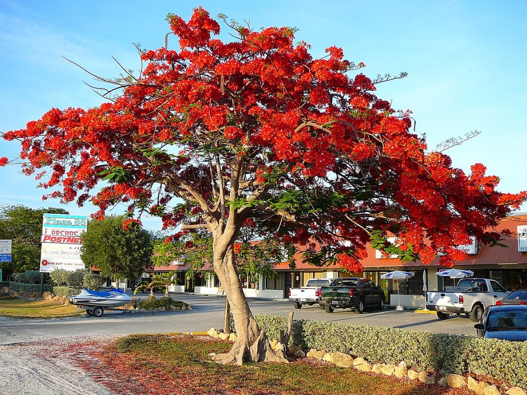 Cây Cảnh Nhà Xanh