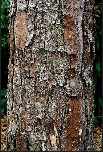 Cây Thông Caribe giống - Pinus caribaea - Ảnh 2