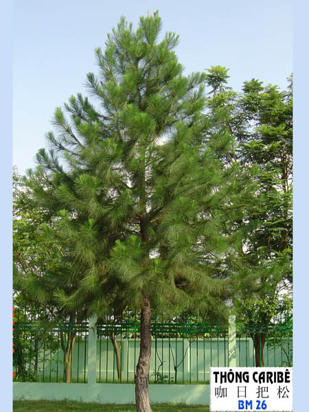 Cây Thông Caribe giống - Pinus caribaea - Ảnh 3