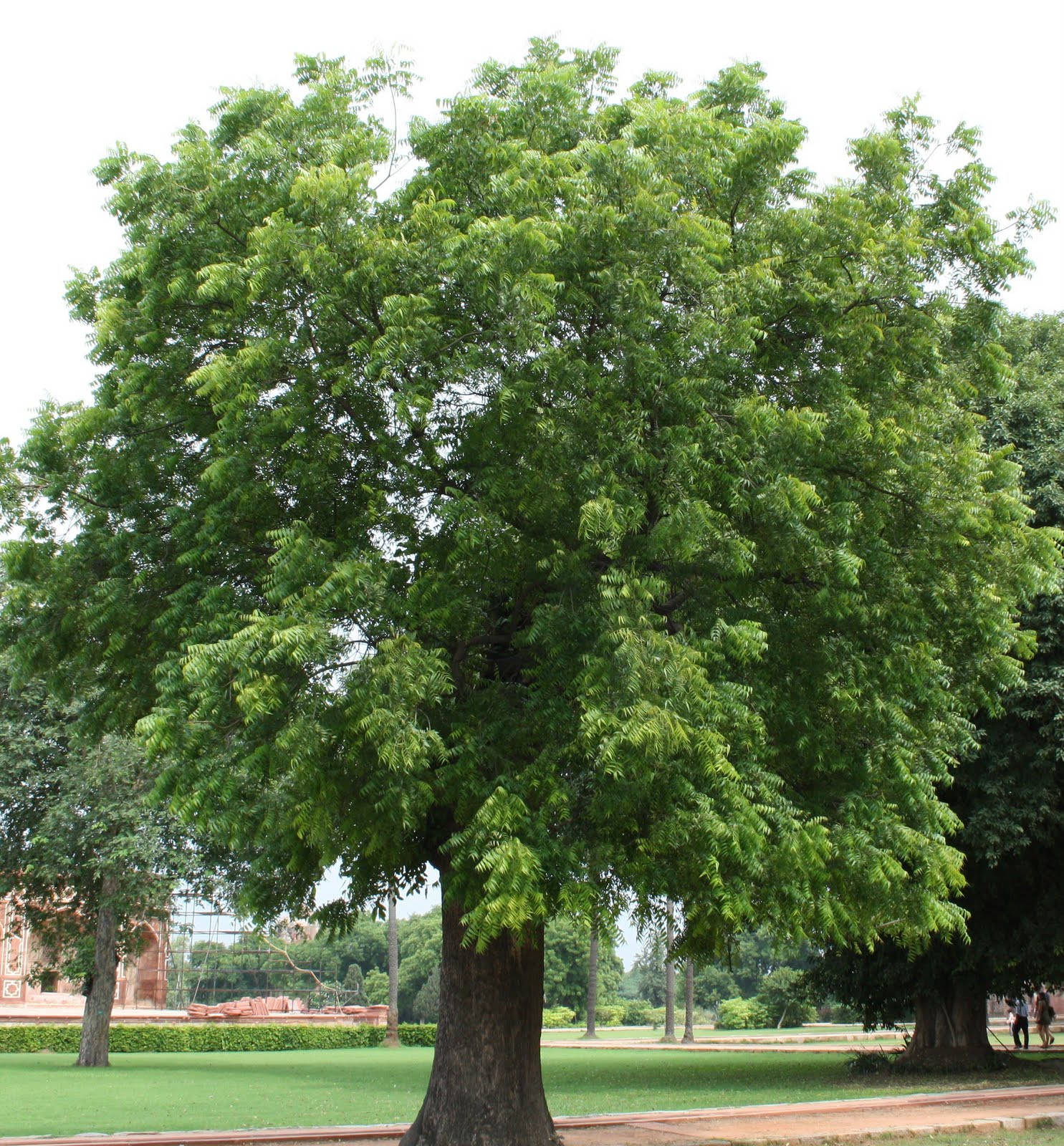 Cây xà cừ giống - Khaya senegalensis - Ảnh 7