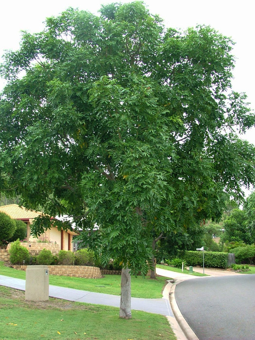 Cây xà cừ giống - Khaya senegalensis - Ảnh 6