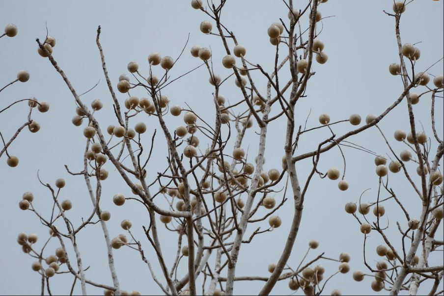 Cây xà cừ giống - Khaya senegalensis - Ảnh 5