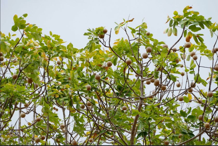 Cây xà cừ giống - Khaya senegalensis - Ảnh 4
