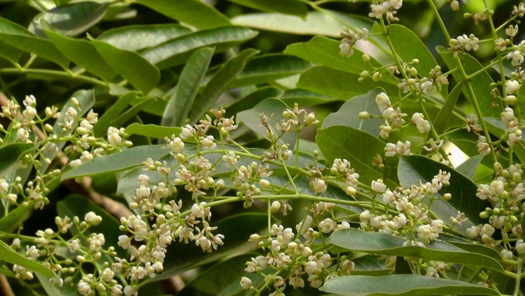 Cây xà cừ giống - Khaya senegalensis - Ảnh 3