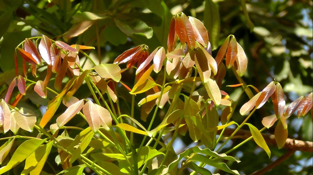 Cây xà cừ giống - Khaya senegalensis - Ảnh 2