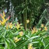 Heliconia psittacorum Parakeet