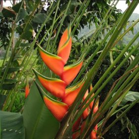 Heliconia bihai Claw II