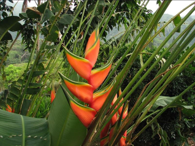 Heliconia bihai Claw II