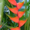 Heliconia bihai Hong Kong Claw