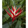 Heliconia angusta Red Christmas