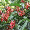 Heliconia angusta Red Christmas