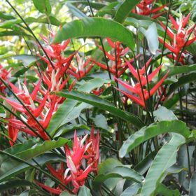 Heliconia angusta Red Christmas