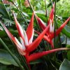 Heliconia angusta Red Christmas