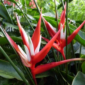 Heliconia angusta Red Christmas
