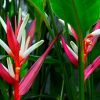 Heliconia angusta Red Christmas
