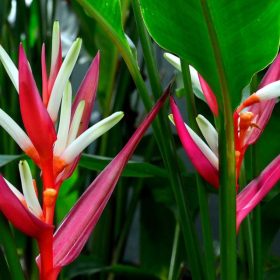 Heliconia angusta Red Christmas